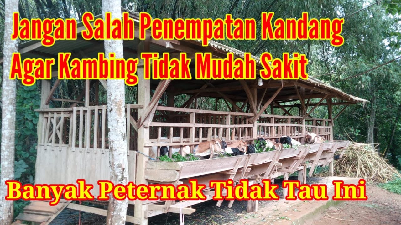 Cara Penempatan Kandang Kambing Yang Baik Dan Benar Agar Kambing Sehat Tidak Mudah Sakit