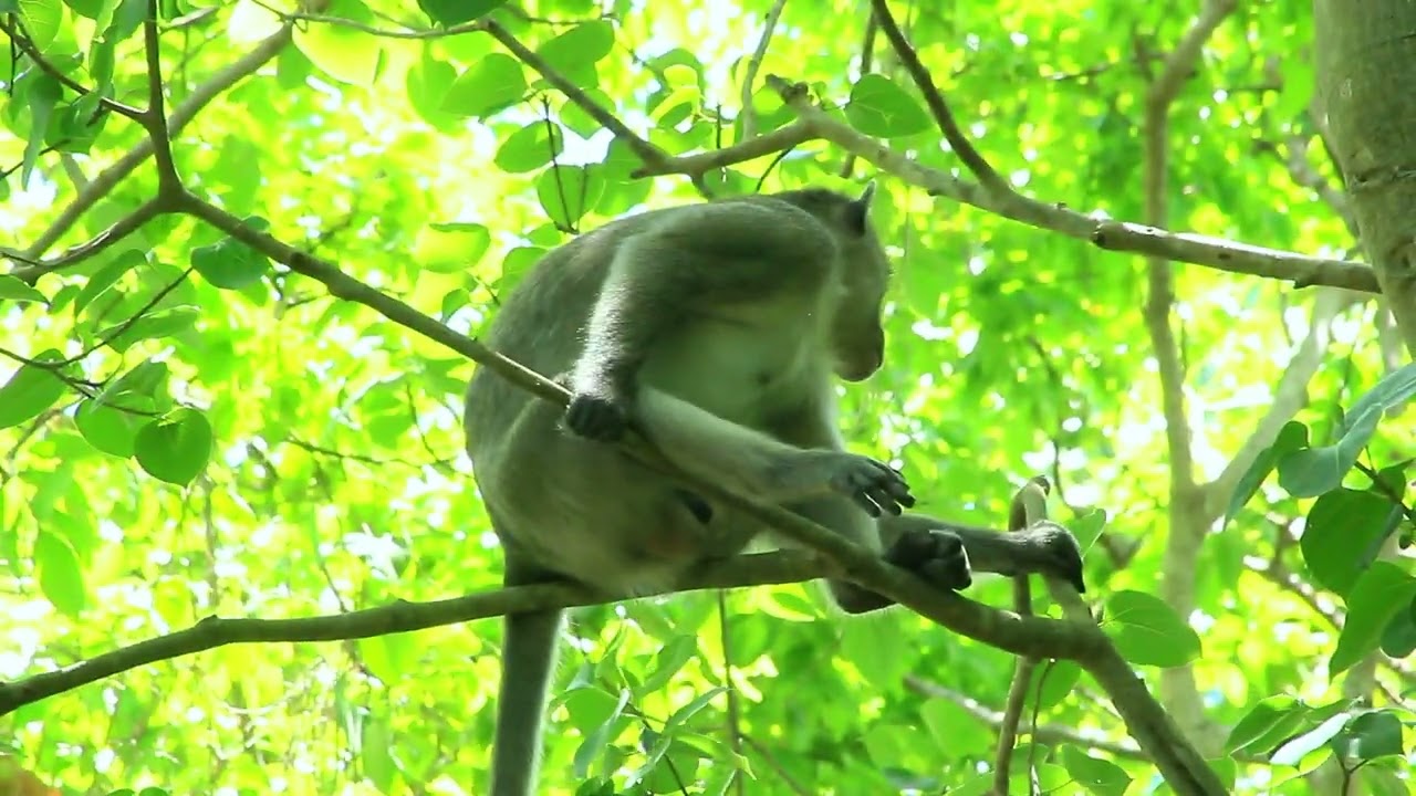 Monkey Video Baby and Mum! Lovely monkeys