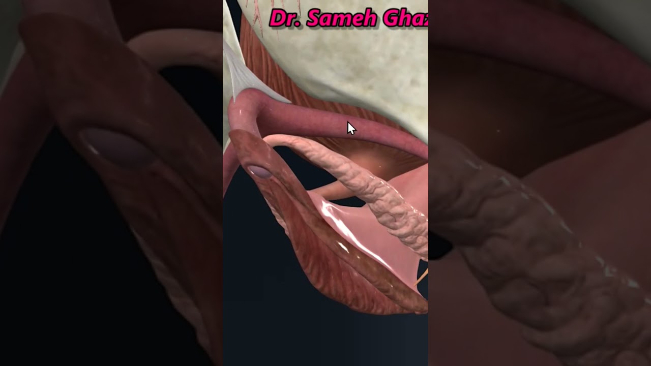 البظر