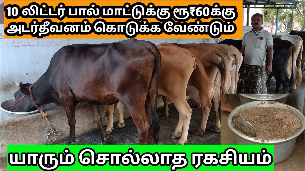 பால்மாடுகளுக்கு அடர்தீவனம் அளிக்க வேண்டிய முறை|Adar theevanam feeding method to kandru delivered cow