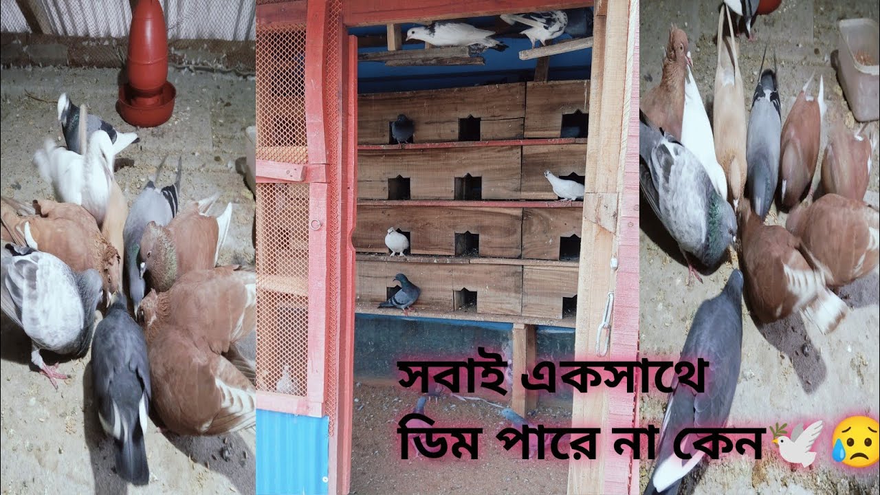কবুতর গুলো মাঠে যায় না 🌾🌾🕊️😥এক সাথে ডিম ও দেয় না🕊️😥