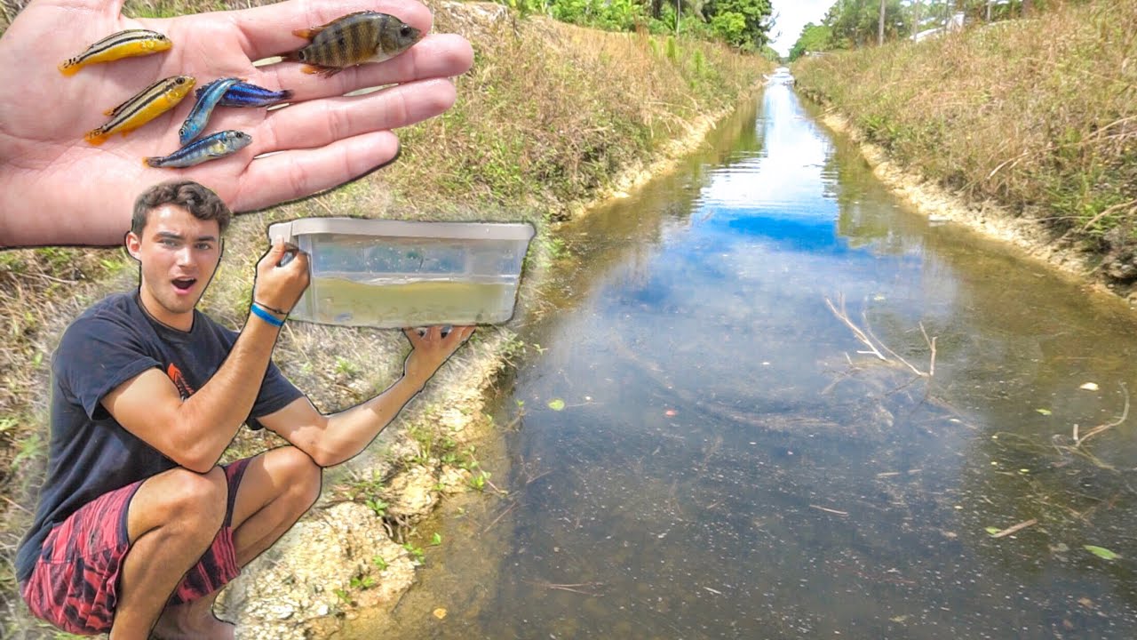 Plastic FISH TRAP BIN Catches CRAZY EXOTIC Fish!
