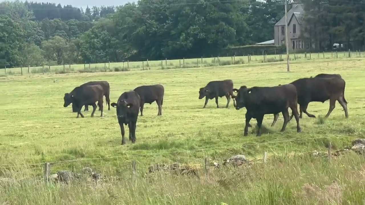 Black Cows 🐄 🐄 Farm #cows #farm #animals