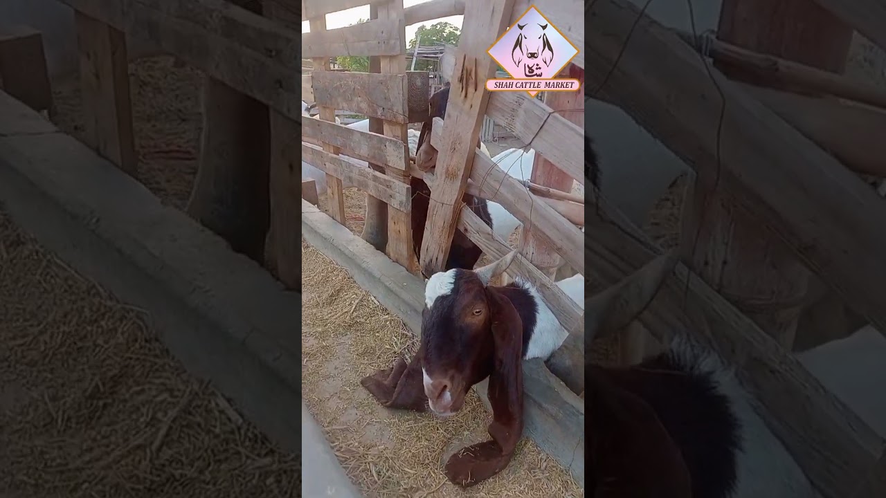 Goat Hair Fall Treatment | Stop Hair Loss in Goats Naturally | Shah Cattle Market Tips&rdquo;