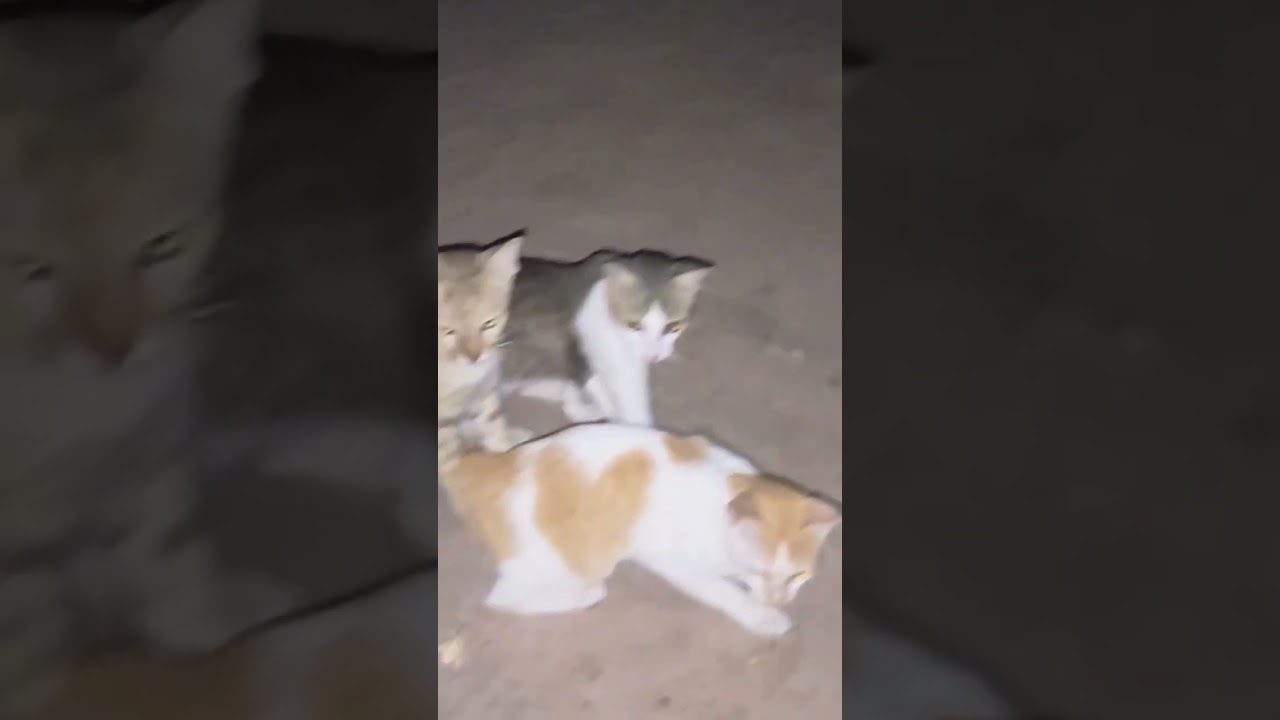 Cats foraging at night #cutepet #cat #Rural Pets