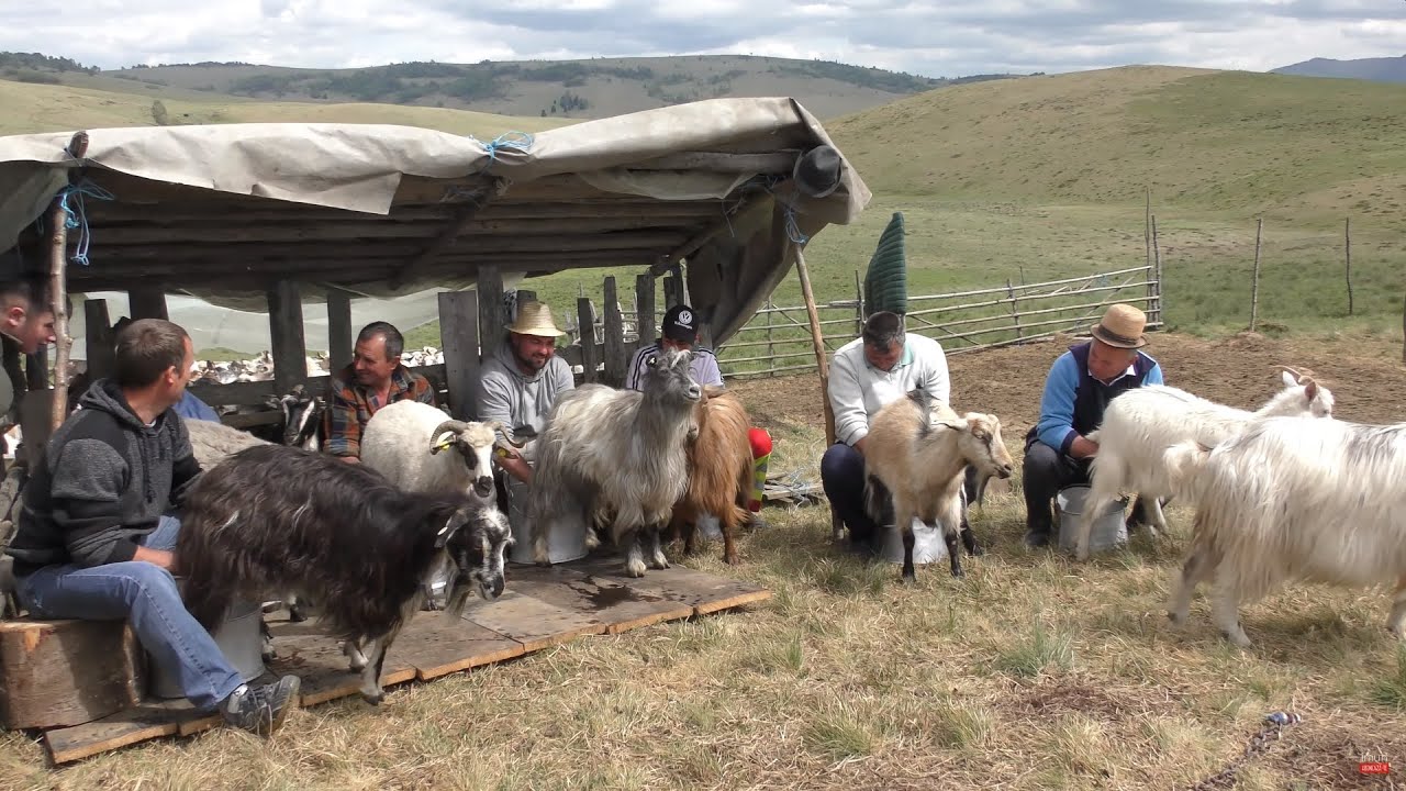 La Stana, Cea mai delicioasa ZAMA de MIEL, Caini Ciobanesti, Mulsul Oilor si Masuratul Laptelui 🐏 🥛🐑