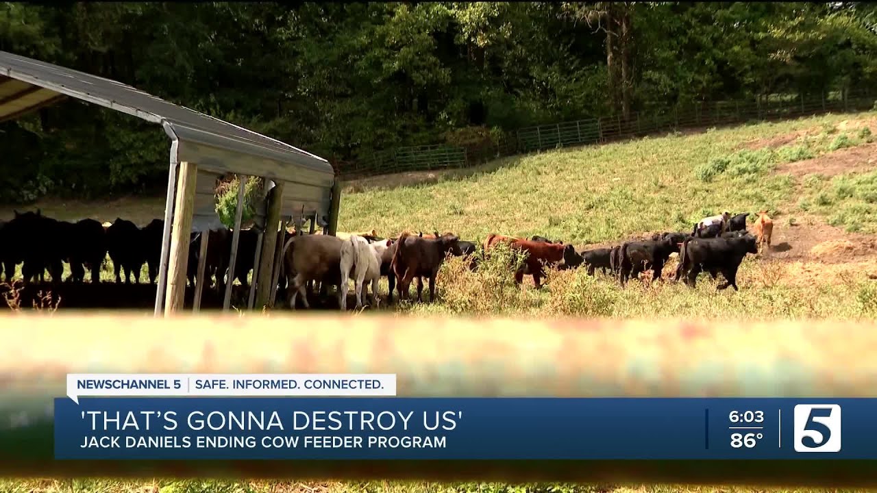Jack Daniel's cuts off free cattle feed to Tennessee farmers after 45 years