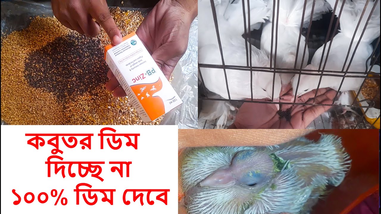 লক্ষা কবুতর ডিম দিচ্ছে না কেন 🕊️  Wheat + 12 Foods + Vitamin Solution Bangla