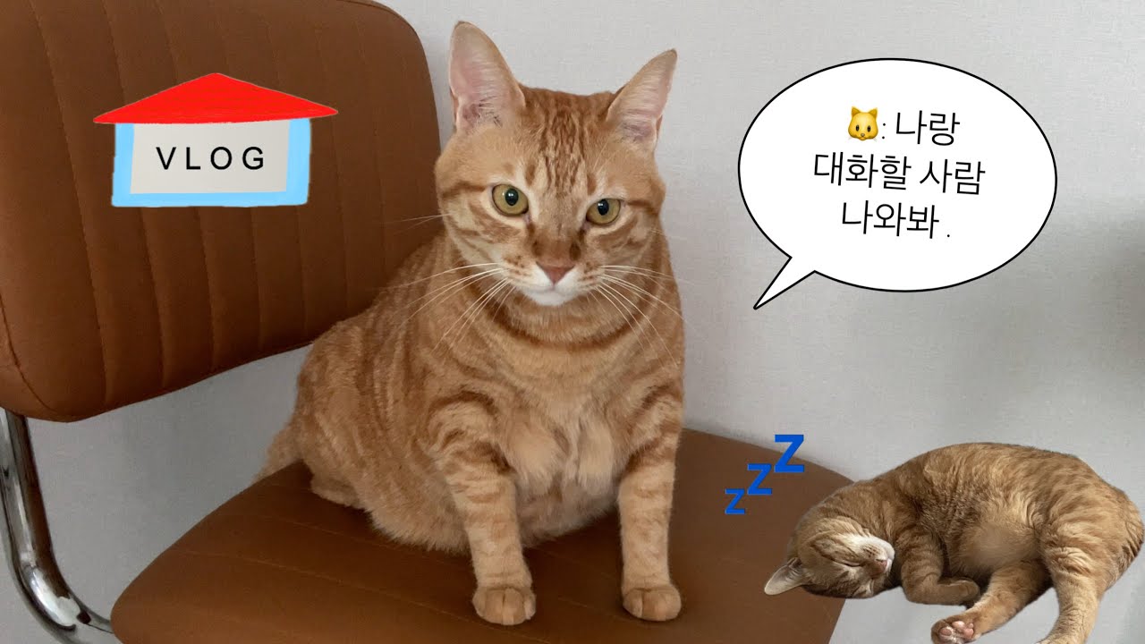 대화하는 고양이랑 강제 집콕 일상 1탄 🐱🏡