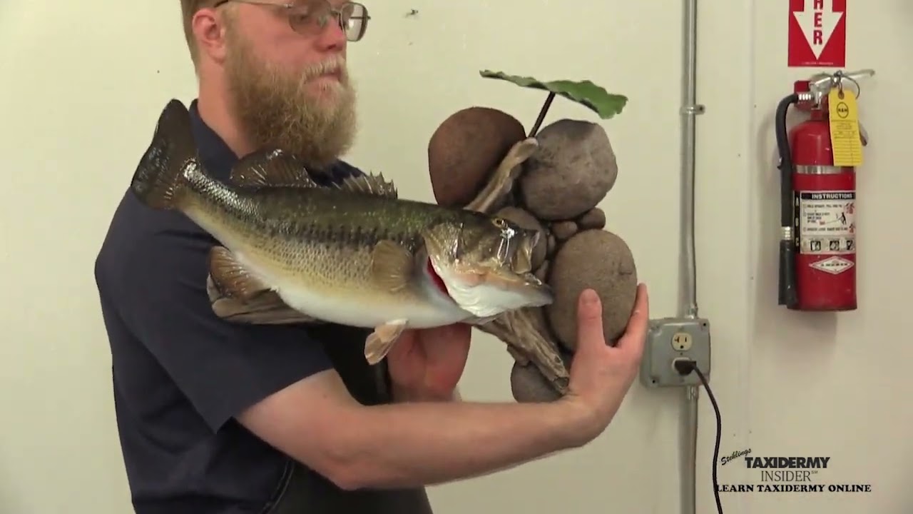 Largemouth Bass Skin Mount Course # 20 Finishing
