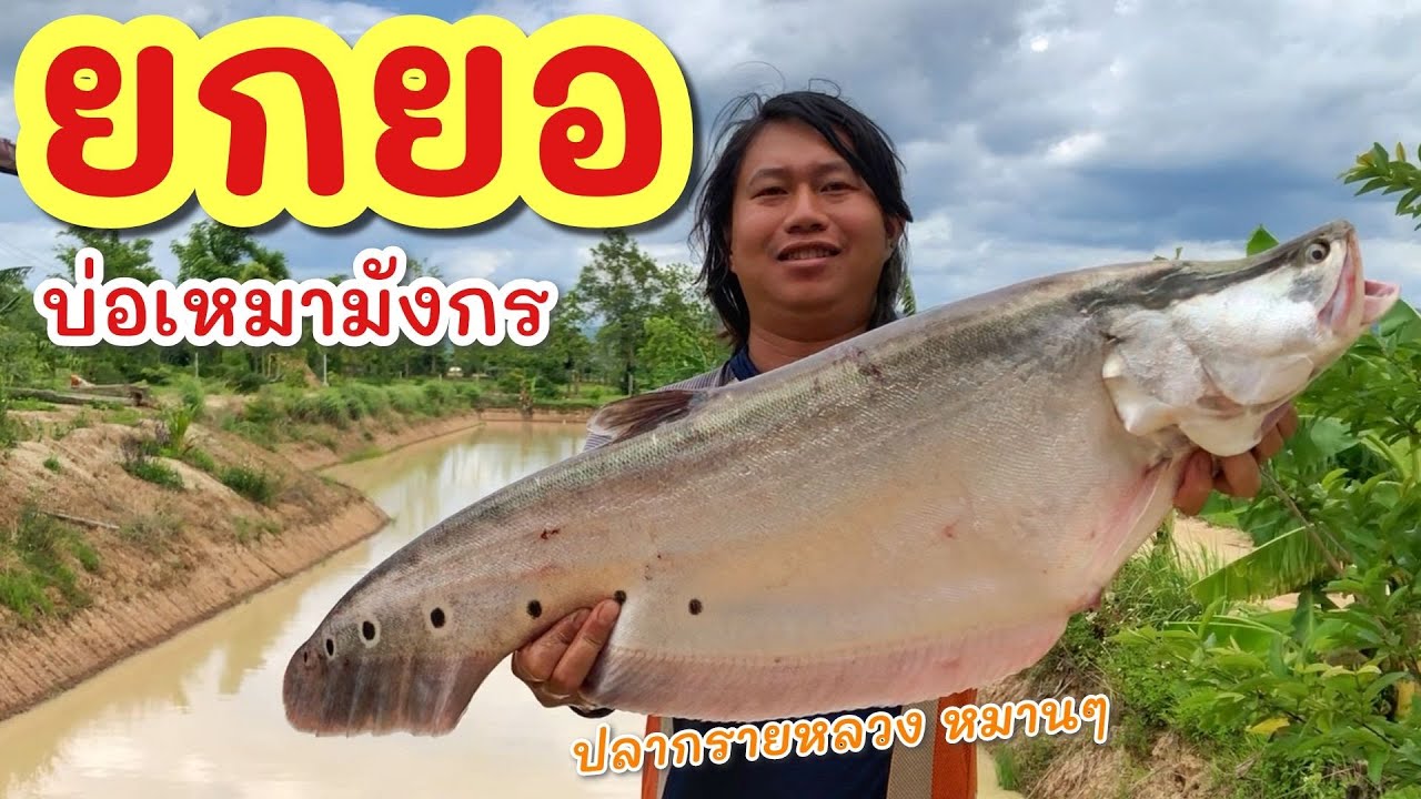 ยกยอ บ่อเหมามังกร ►Fishing lifestyle Ep.771
