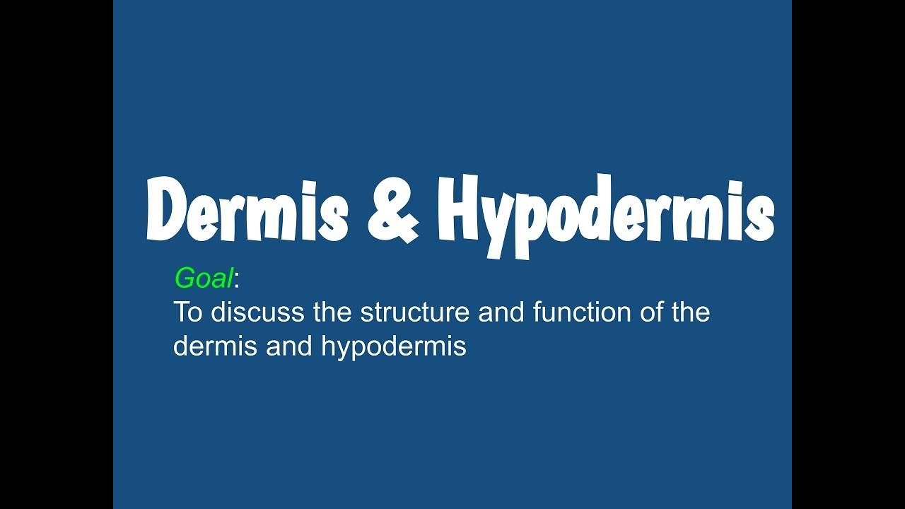 2.2- Dermis and Hypodermis