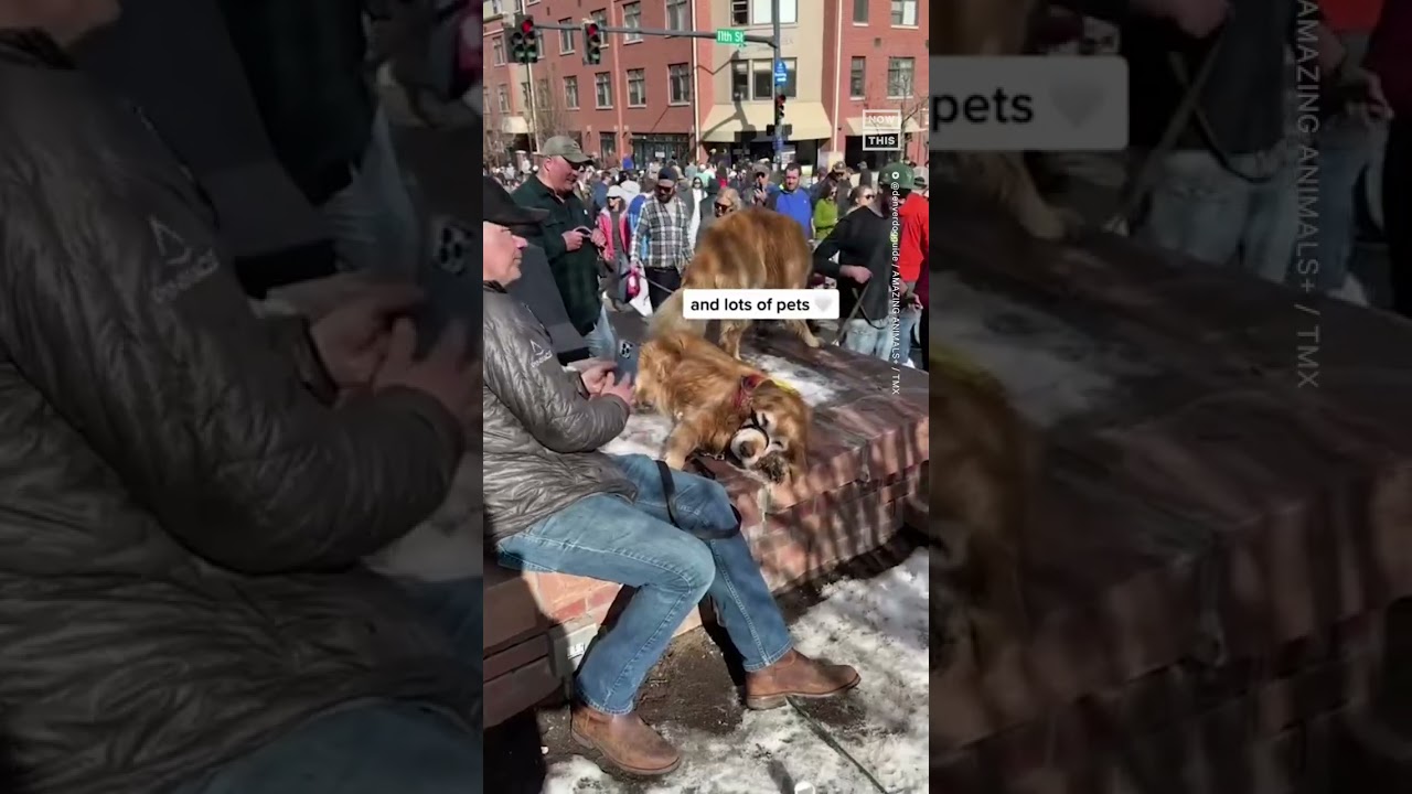 1,000+ Golden Retrievers Gather in Colorado for Annual Event