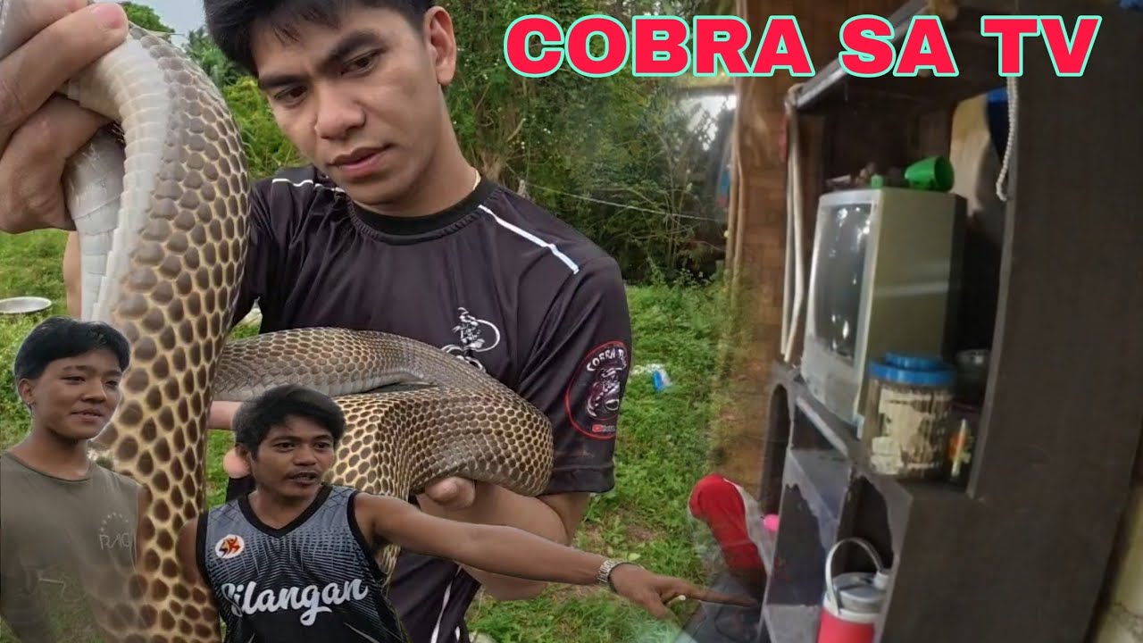 MGA COBRA SA LUMANG BAHAY SA TV NAG LUNGGA#cobraprince 