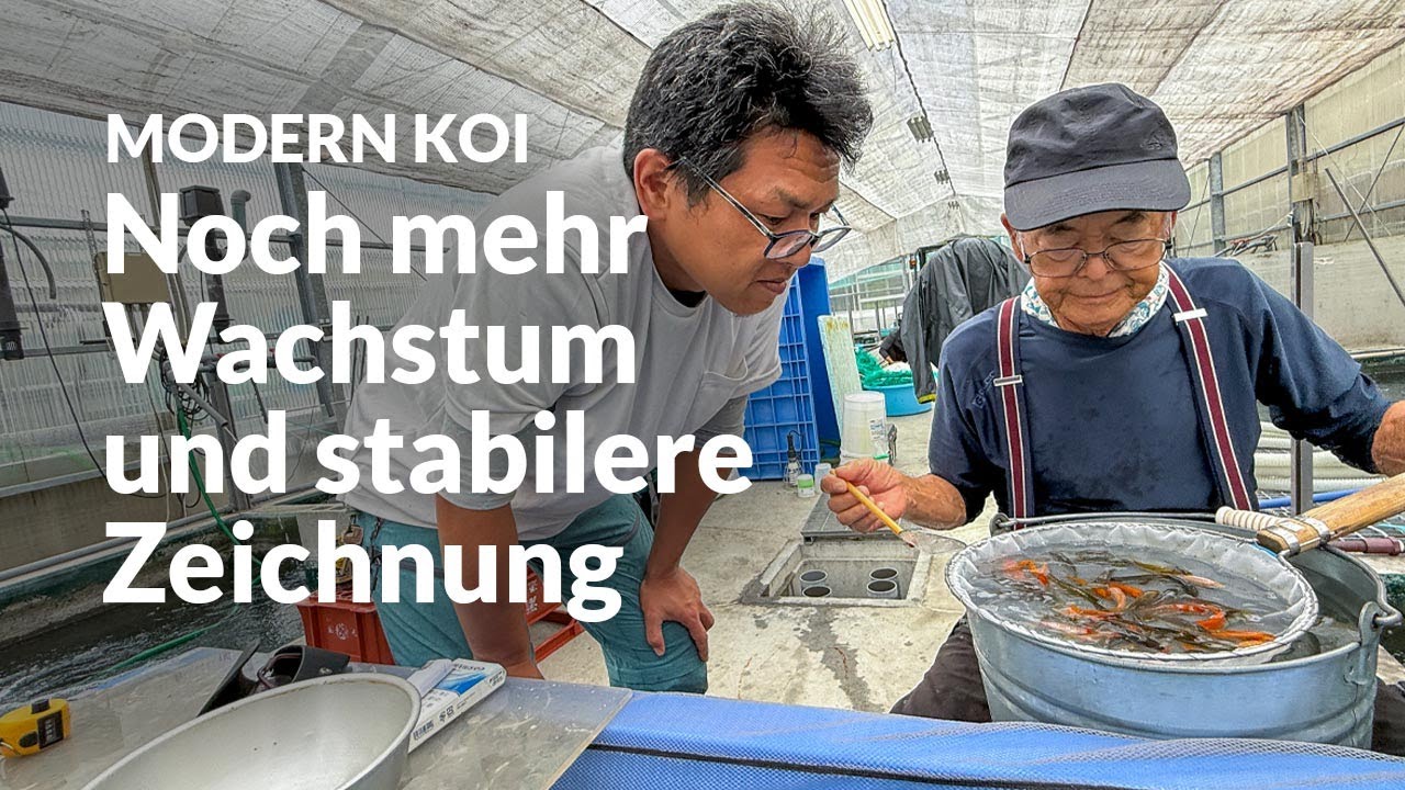 Neue Ginrin Karashi Ochiba und Karashi Ochiba Blutlinie | Modern Koi Blog Japan #7675