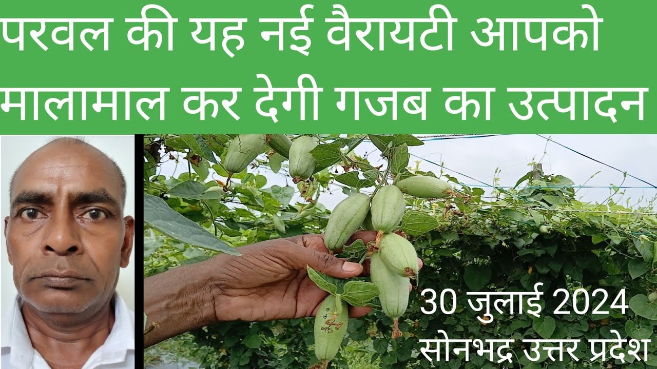 Ep -19 : परवल की यह नई वैरायटी आपको मालामाल कर देगी गजब का उत्पादन । व्हाट्सएप 9935238304