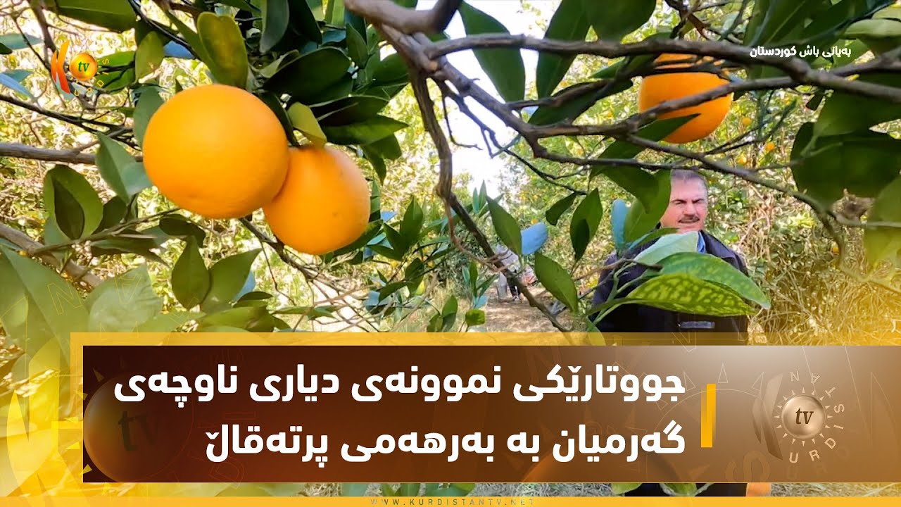 گرنگیدانی جووتارێكی نموونەی دیاری ناوچەی گەرمیان بە بەرهەمی پرتەقاڵ