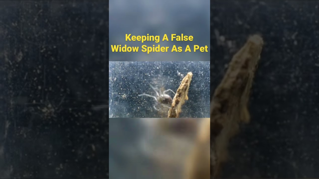 My PET False Widow SPIDER