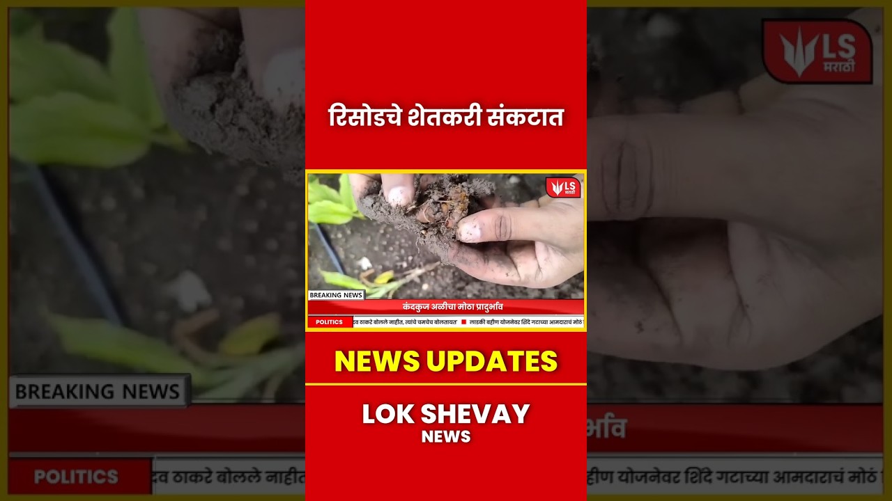Washim Crop Damage | रिसोड शेतकरी संकटात! हळद पिकाला अळीचा प्रादुर्भाव #breakingnews #marathinews