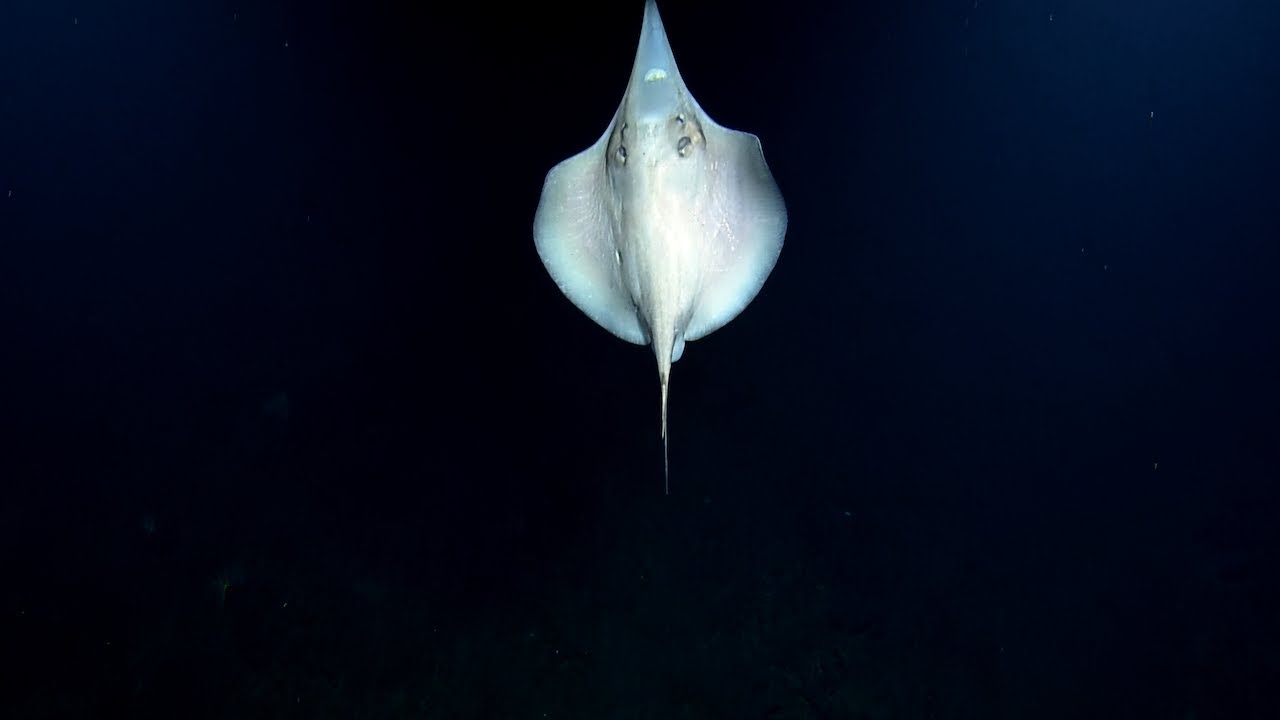 Stingray Shows Off for ROV Hercules | Nautilus Live