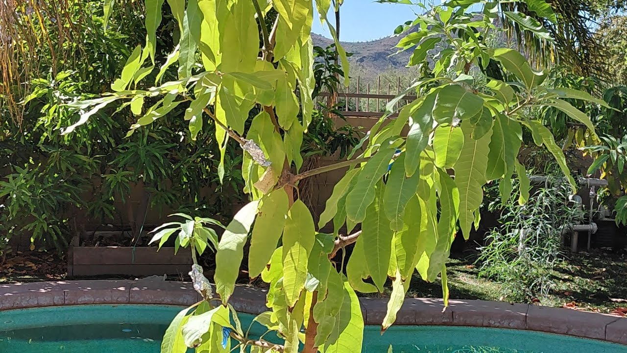 5 in 1 Grafted Mango Tree