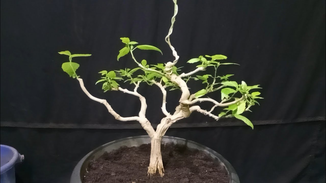 Tahapan Membuat Bonsai Bunga Sepatu🔥