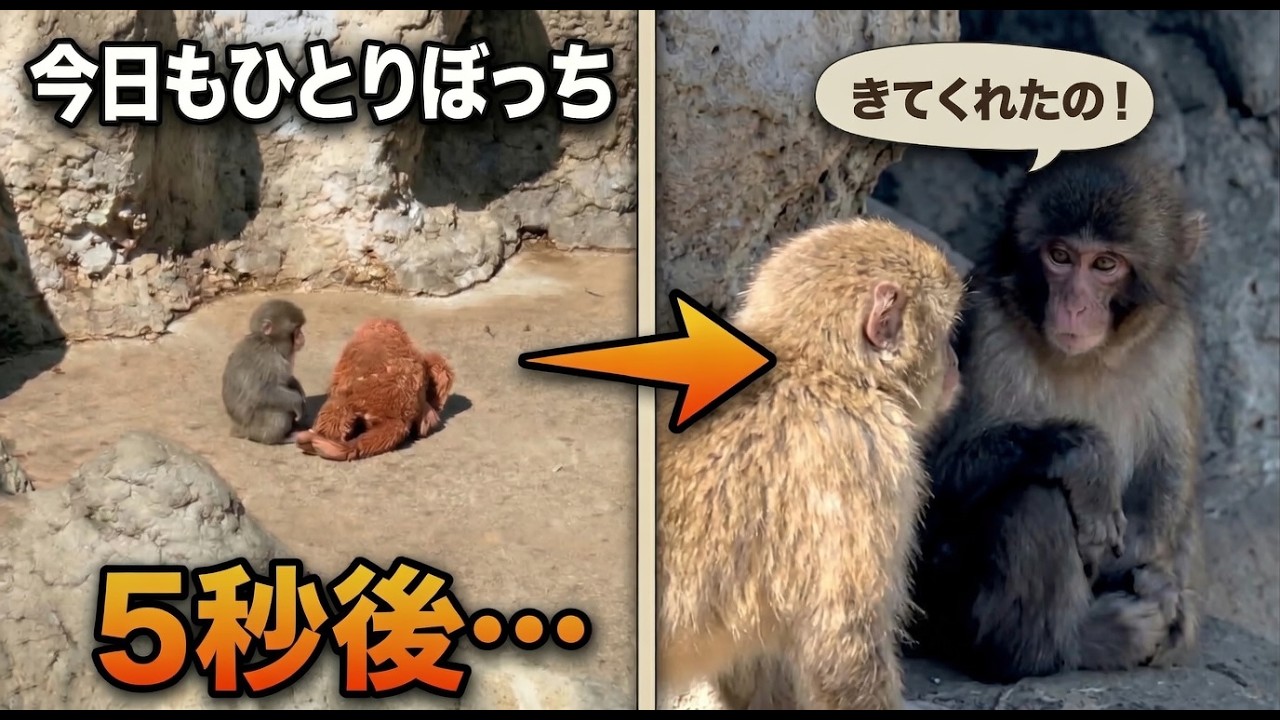 ひとりぼっちのパンチくんに遊びにきたお友達の子猿