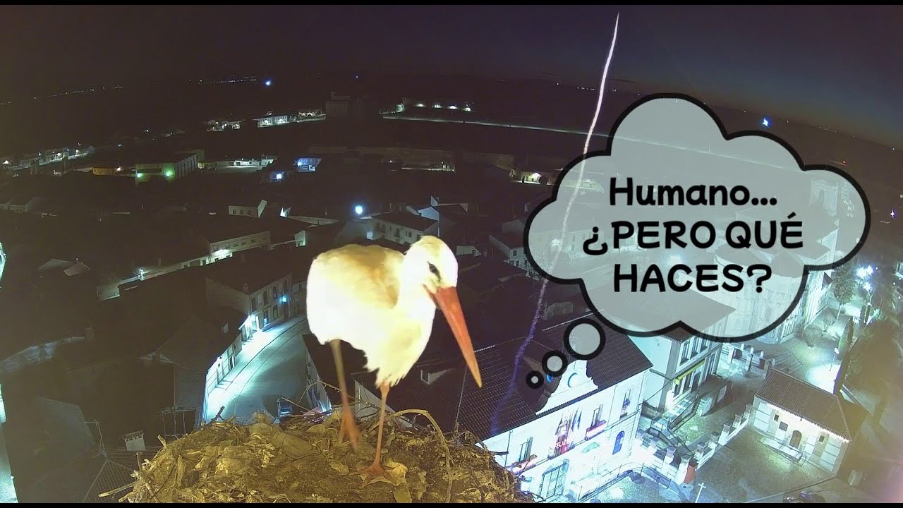 HUMANO... ¿QUÉ HACES? 😨 ·  Madrigal de las Altas Torres - Nidos de cigüeña