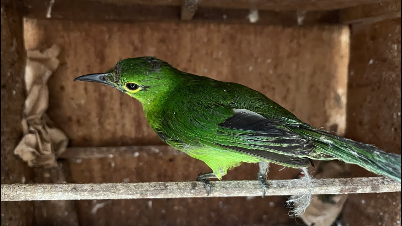 UPDATE STOK KIOS ABADI BIRD PALMERAH TERBARU !!! RABU 11 FEBRUARI 2026