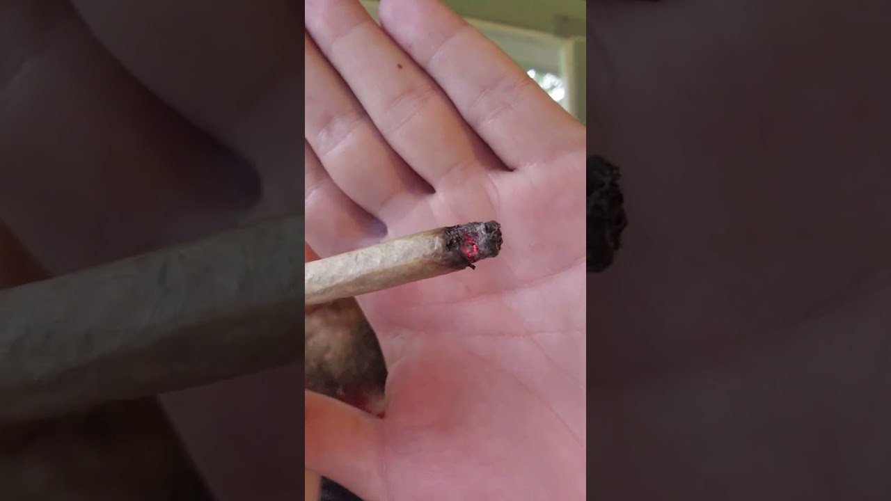 thca review bestbuds neptunes taint hydroponic @Chiefin_Session@Cannabisandcoffee