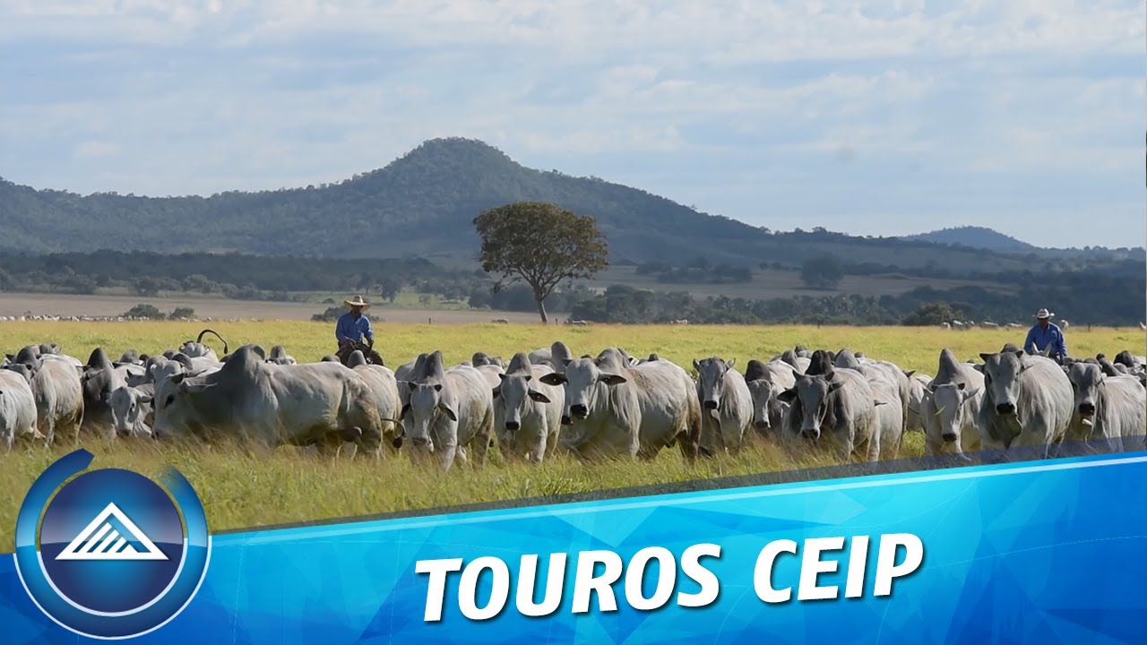 Touros CEIP