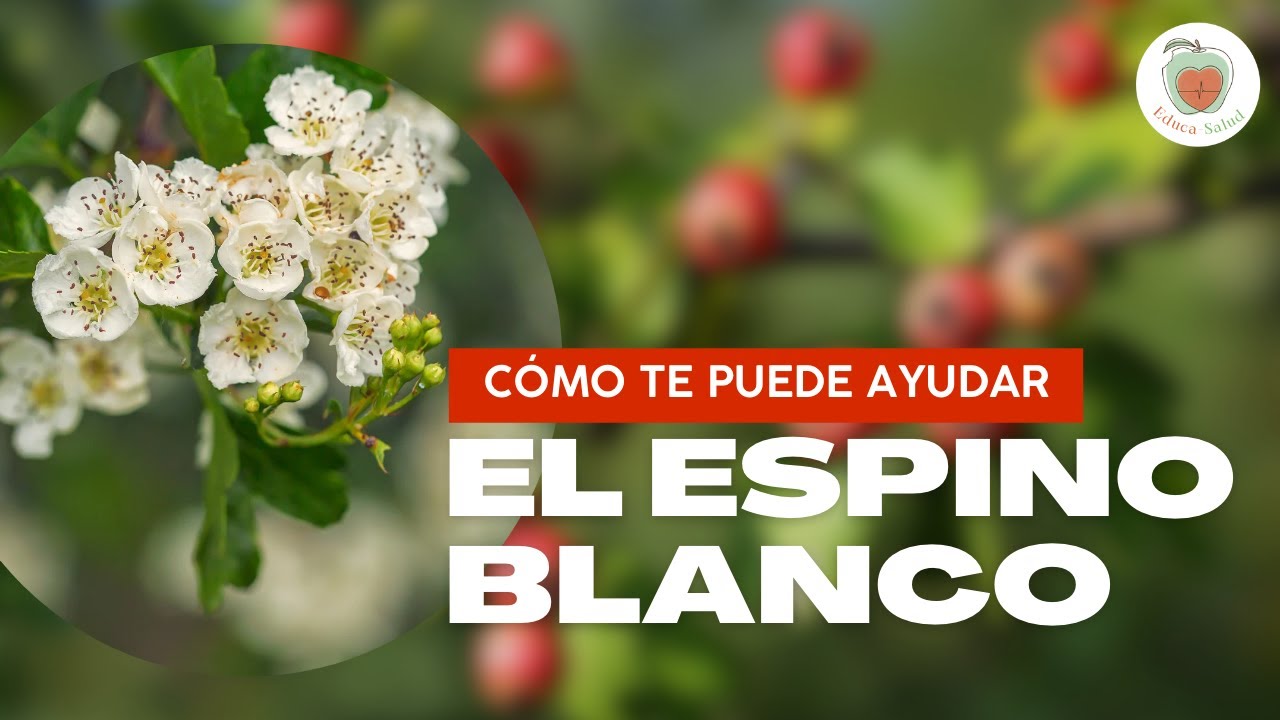 Para qu&eacute; sirve el ESPINO BLANCO