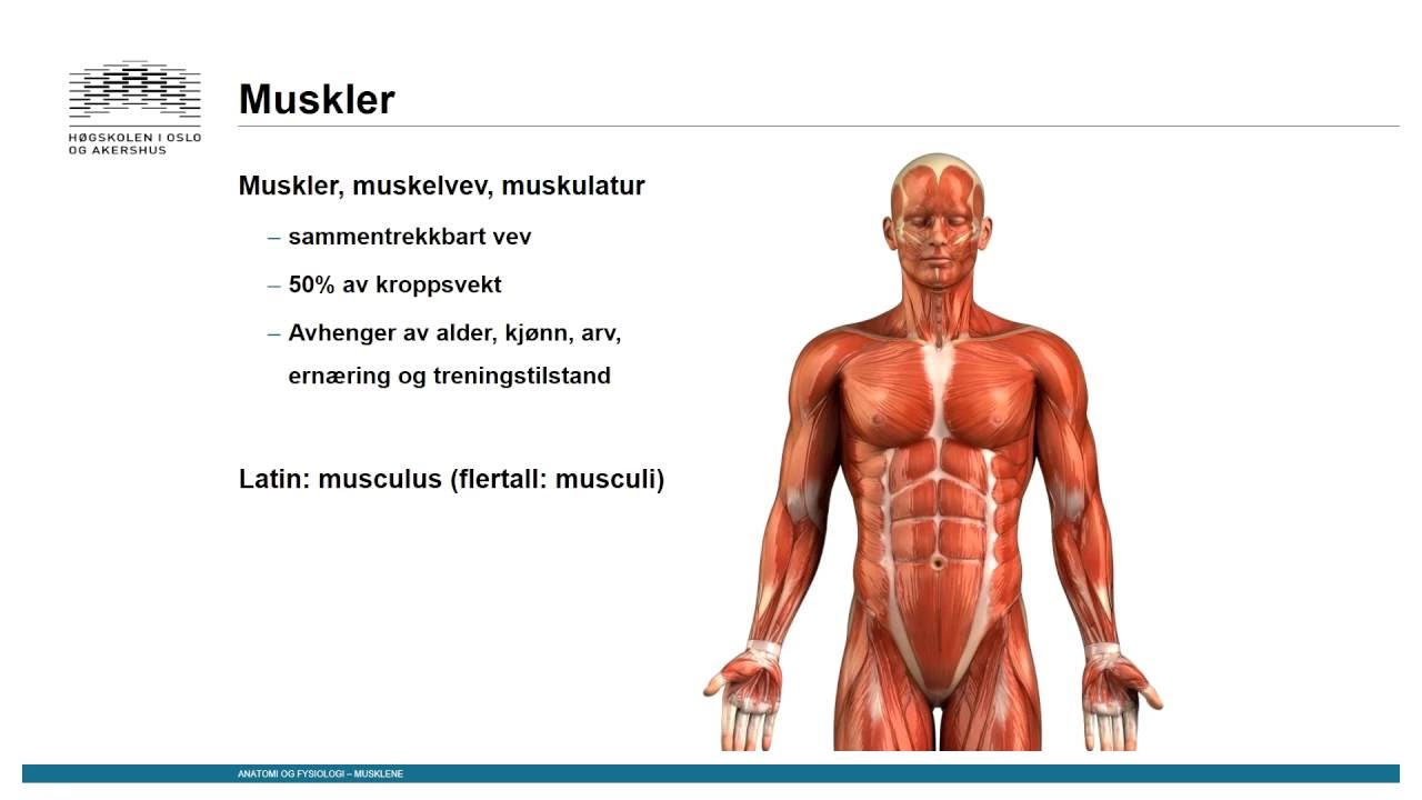 Muskler: Introduksjon
