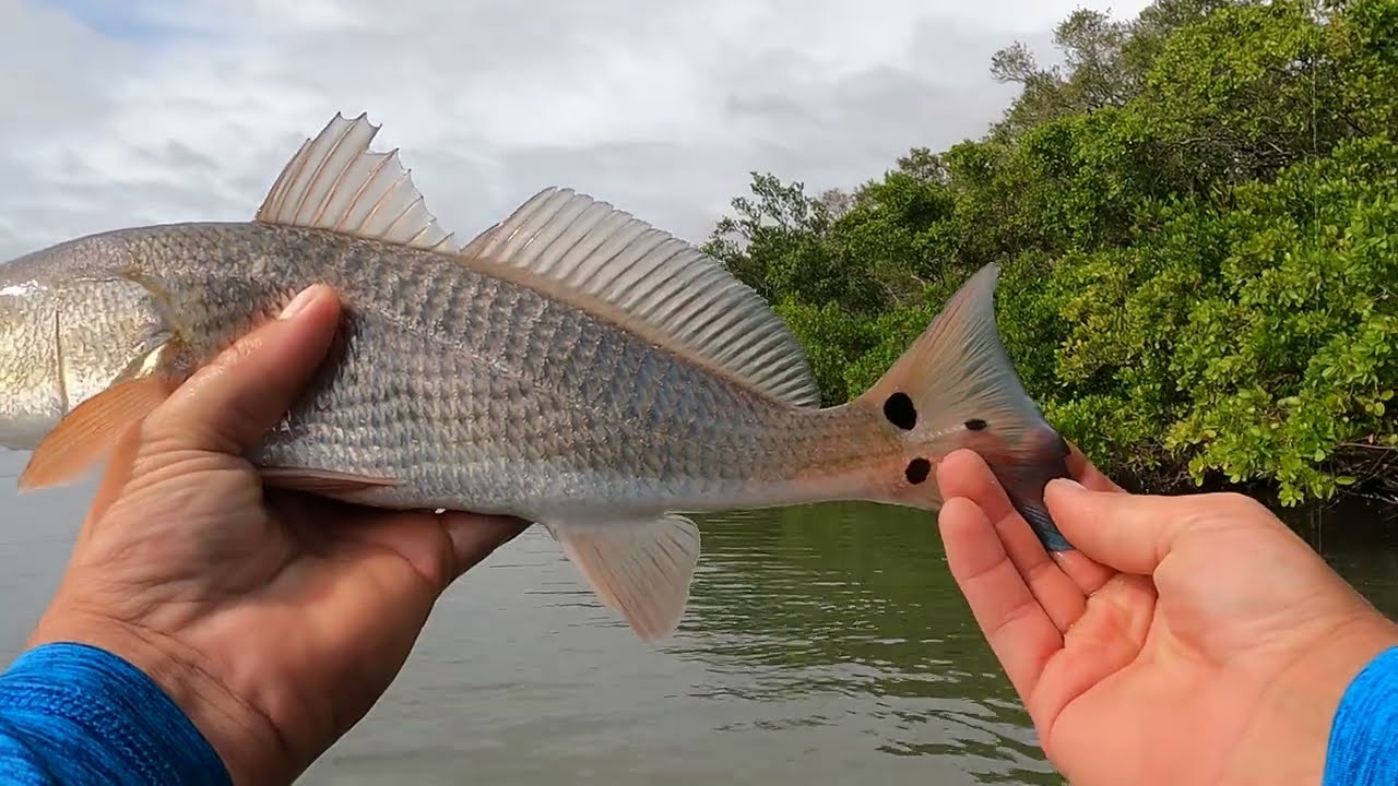 Catching a Unique 3-Spotted Redfish with Slam Shady Mulligan