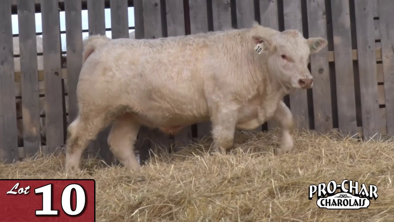 Lot 10 - ProChar 2020.mp4