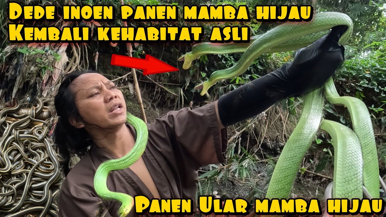 DEDE INOEN KEMBALI KE HABITAT ALAM PANEN MAMBA HIJAU
