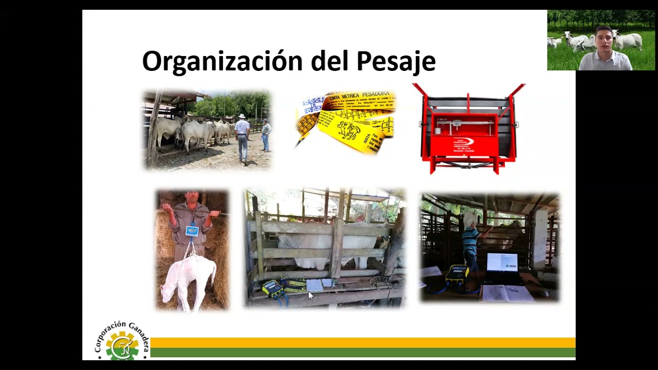Introducción a la Gestión del Pesaje de Leche y de Peso Corporal del Ganado