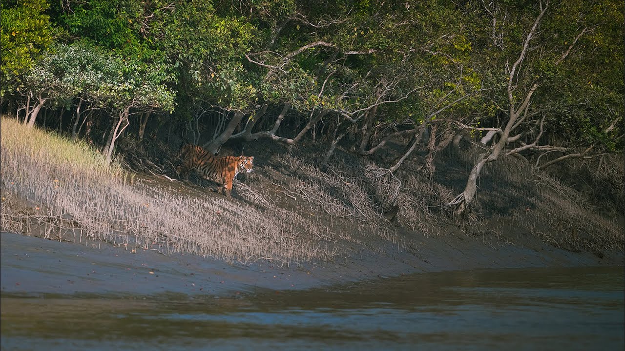 Nikon Z7II with Nikkor 500mm f5.6 PF Lens  Wildlife Photography | Nikon camera