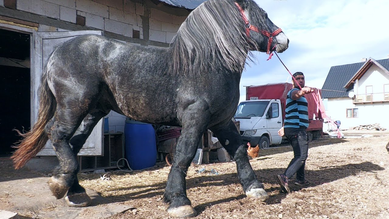 Armăsarul lui Constantin Marcu de la Vicovu de Sus-Bucovina 2024