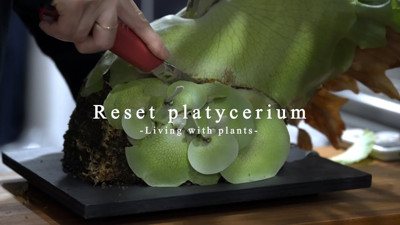 大き過ぎるビカクシダをリセットして小さく仕立て直す/Reset platycerium【植物と暮らす】vlog#31