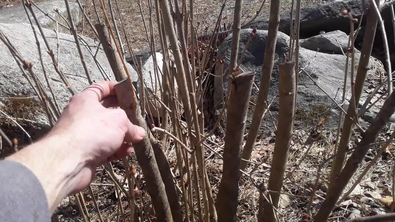 Pruning lilacs for thicker growth and more flowers