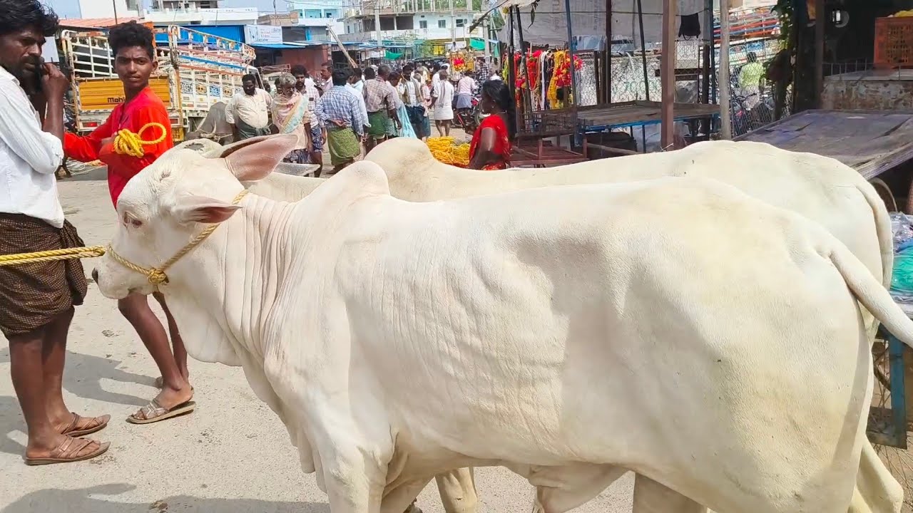 రైతు కొన్న పాలపళ్ళు ఒంగోలు జాతి కోడెల రేట్లు_Milkteeth Ongole bull's video_Yemmiganur Market video's