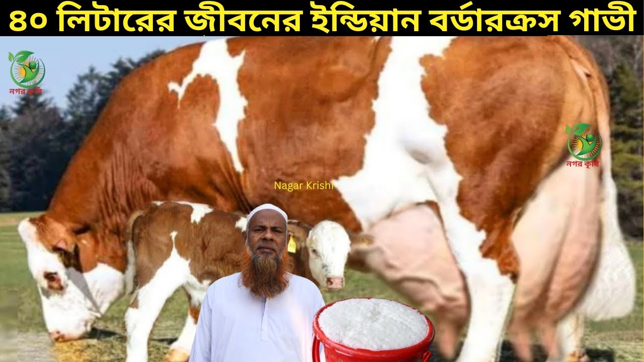 রাজ্জাক হাজীর ৪০ লিটারের জীবনের সেরা দুধের গাভী দেখুন। কম দামে ইন্ডিয়ান বর্ডার ক্রস গাভী কিনুন !