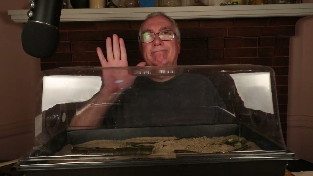 Propagating Fig cuttings in Sand