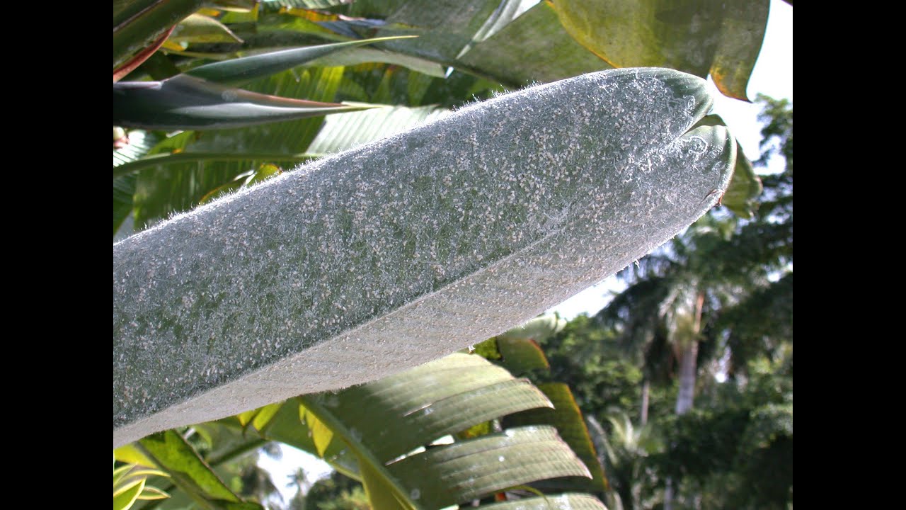 Rugose Spiraling Whitefly.mov