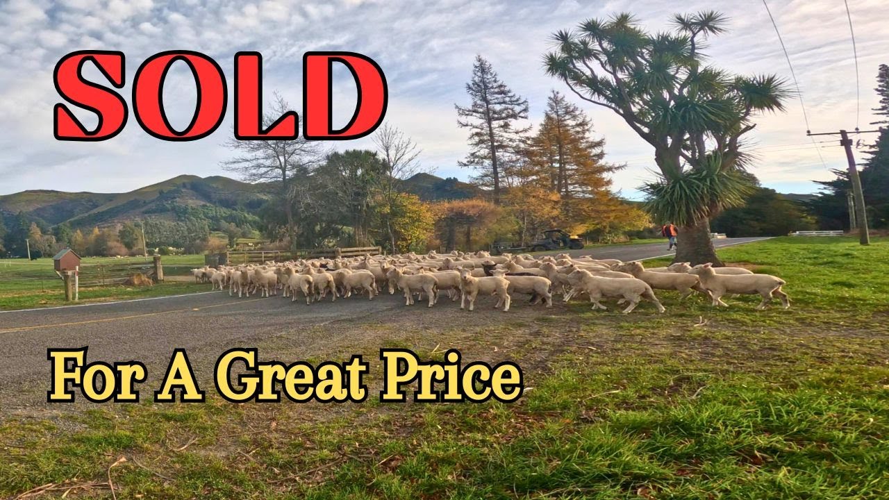 Last of the lambs gone. Fencing Stays and Breast Blocks Done