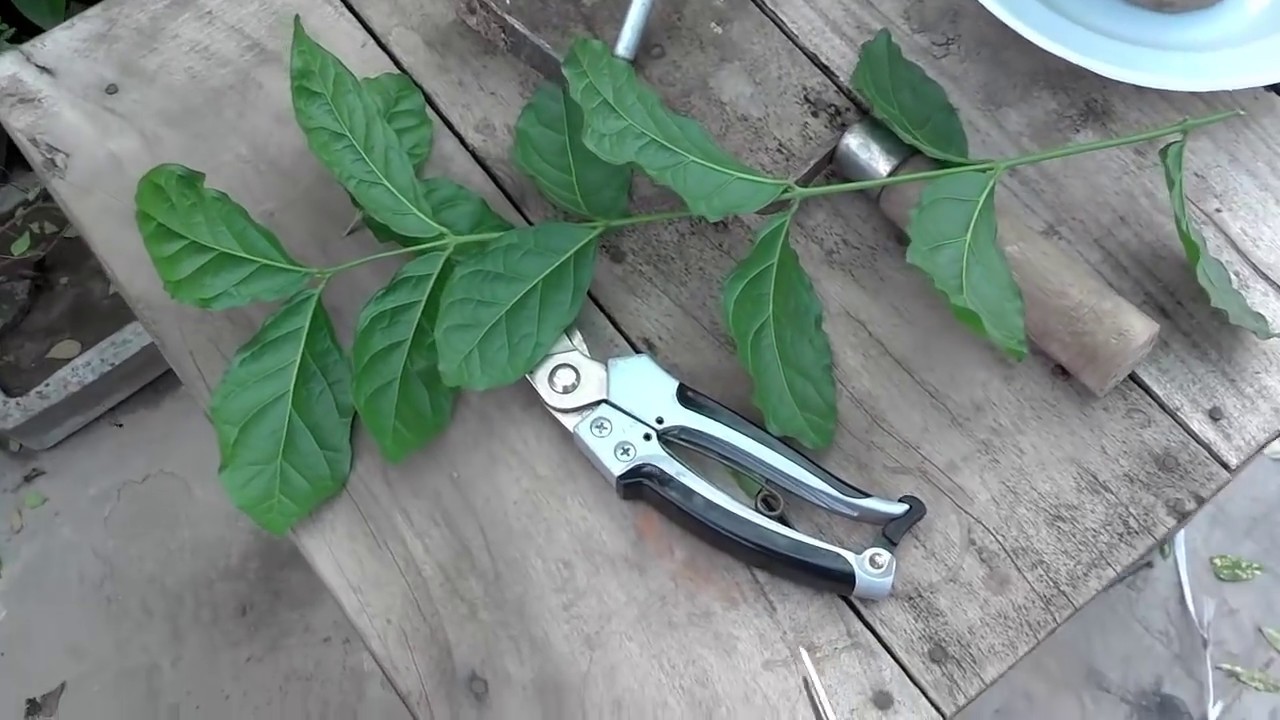 How to Grow Mogra Jasmine From Cuttings | Care of Jasmine Plant | August 2016 (Urdu/hindi)