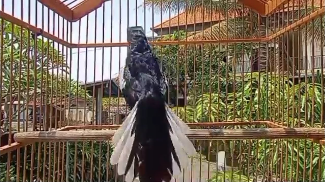suara burung kacer gacr ngepl0ng dijamin ampuh buat mancing kacer malas bunyi