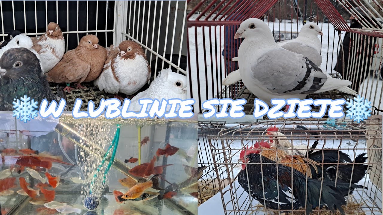 Giełda Zwierząt Lublin 24.01.2026 gołębie,kr&oacute;liki ,rybki akwariowe, kury 