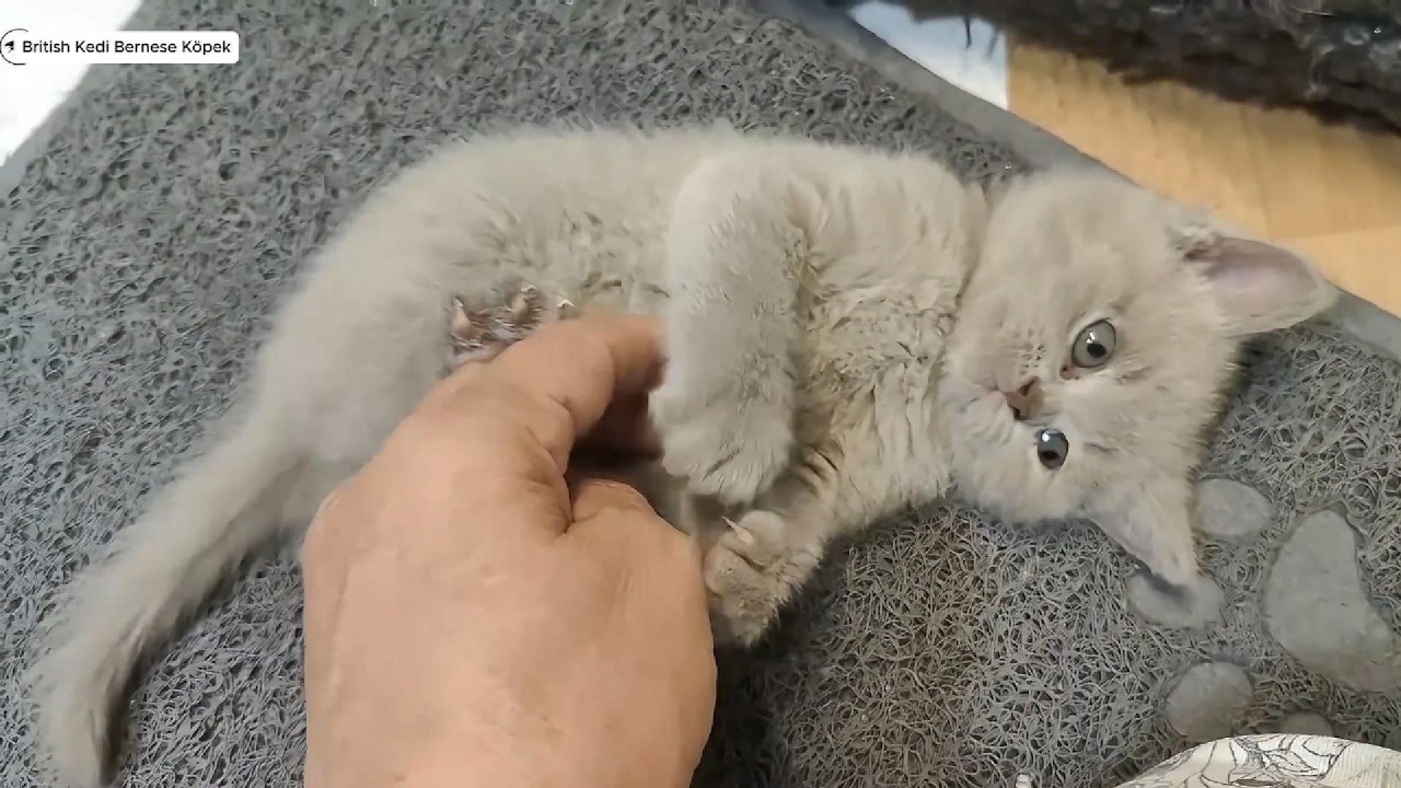 Yavru Kedi Luna 6. Haftada B&uuml;y&uuml;k Değişim 🐾 Minik Patilerden Cesur Adımlara 6.Haftada Neler Yapıyor?😻